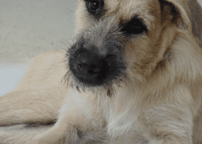 Chloe (Catootje pup)