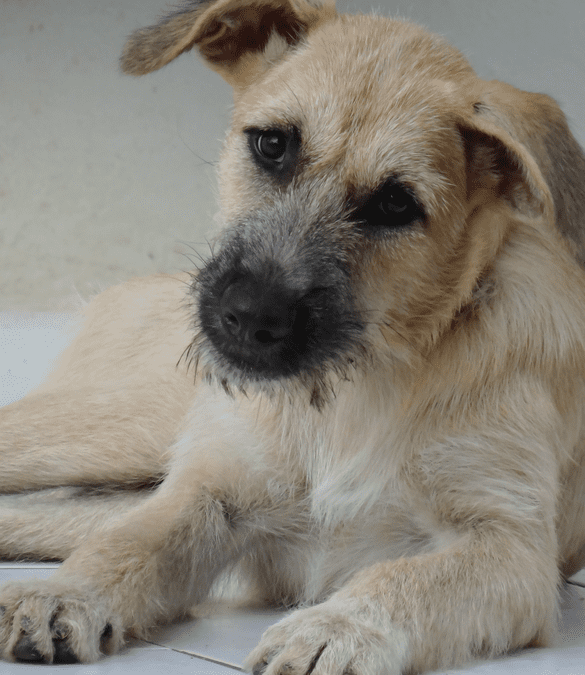 Chloe (Catootje pup)