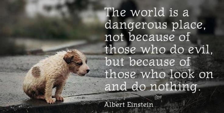 DOG-news 27 november 2016