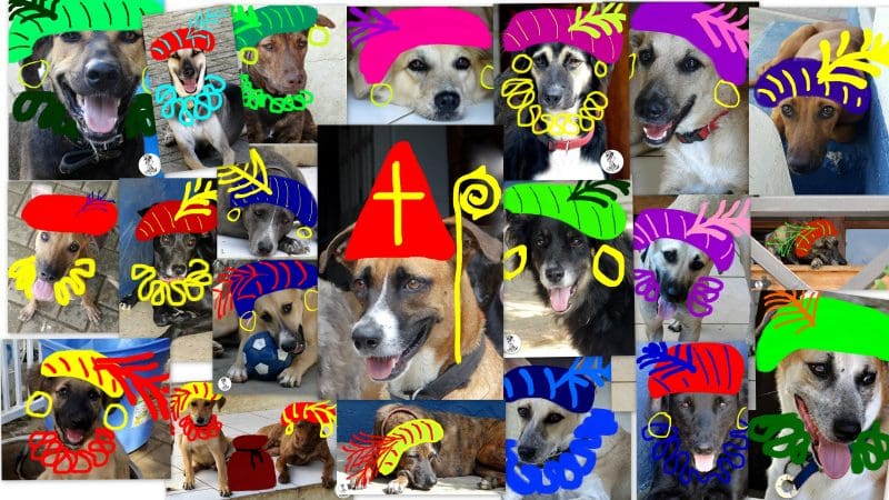 DOG-news 20 november 2016