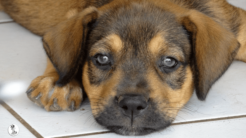 Verouschka (Veerle pup)