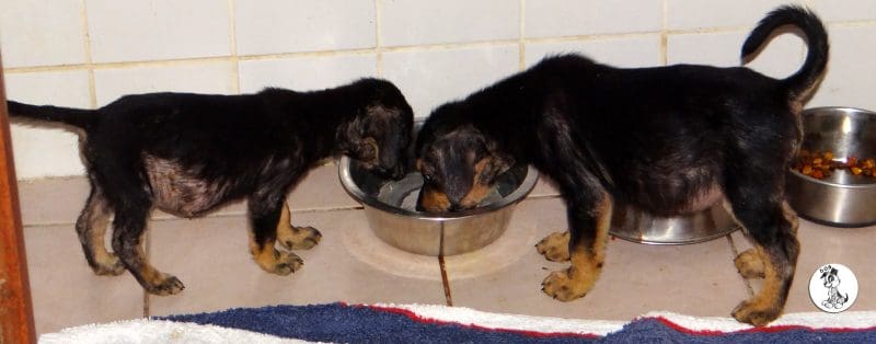 DOG-maandoverzicht juli 2017