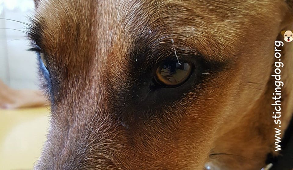 DOG-maandoverzicht februari 2018