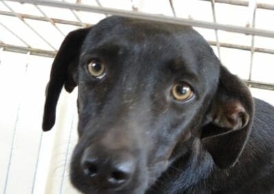 Edison (Electra pups)