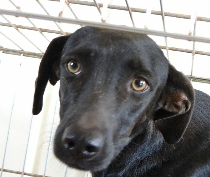 Edison (Electra pups)