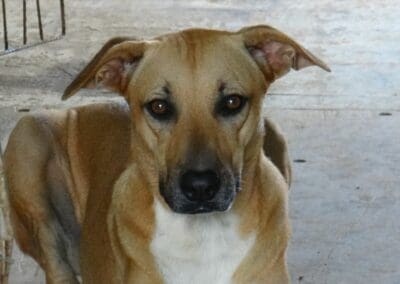 Milou (Marriott pup)