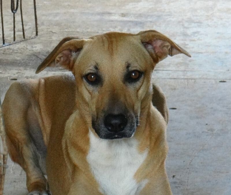 Milou (Marriott pup)