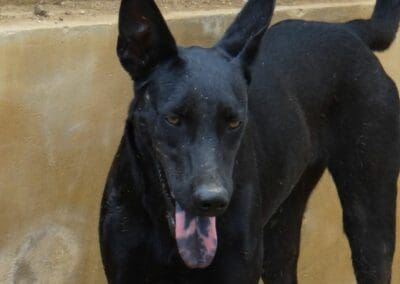 Watts (Electra pups)