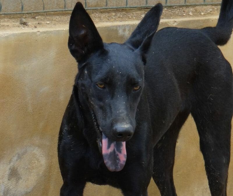 Watts (Electra pups)