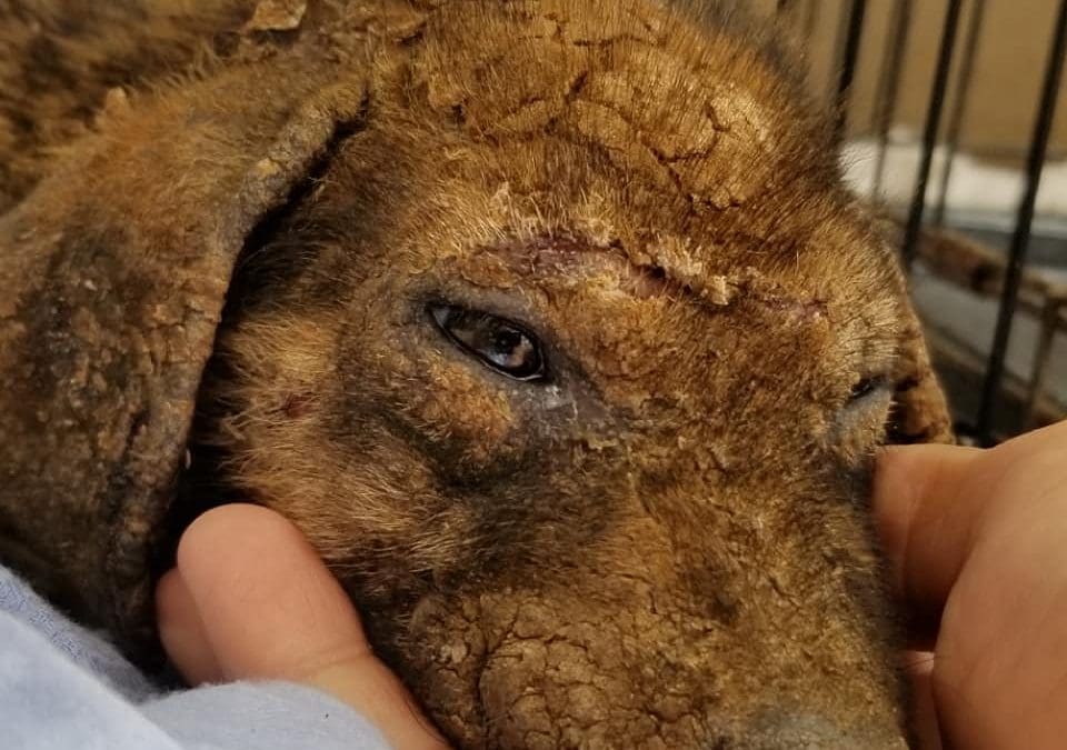 DOG-maandoverzicht mei 2018