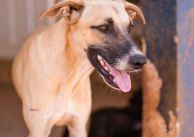 Bentley (Garage pup)