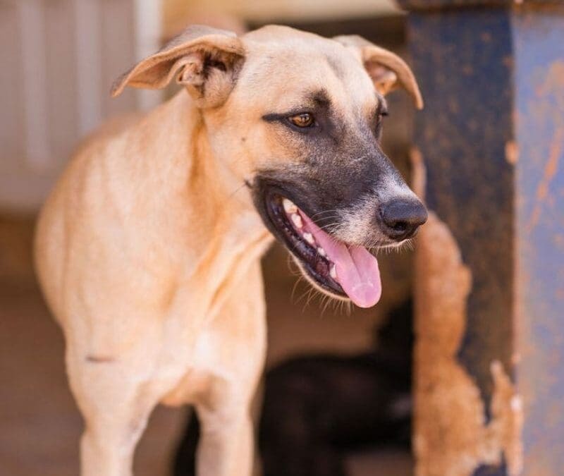 Bentley (Garage pup)
