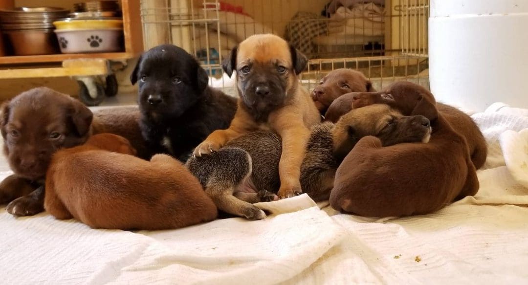 DOG maandoverzicht januari 2019