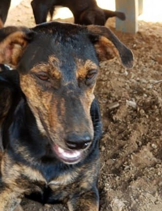 Kaat (een Kleine pup)