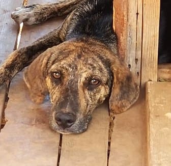 Karel (een Kleine pup)