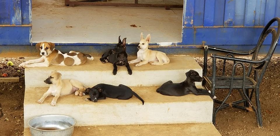 DOG maandoverzicht februari 2019