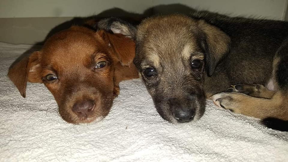 DOG maandoverzicht april 2019