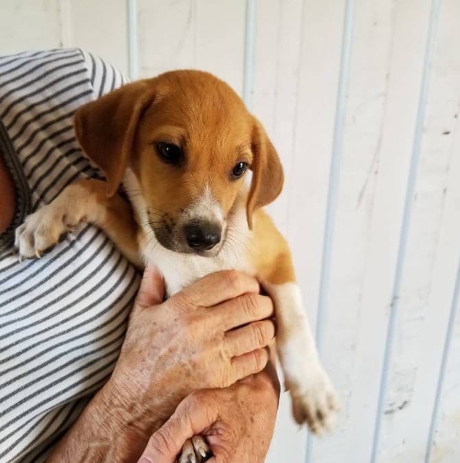 Maurits (Marriott pup)