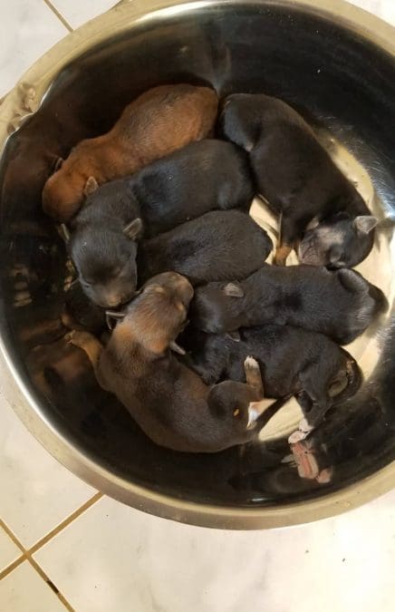 Tula pups (Till-Tilly-Tila-Tobias-Taxi)