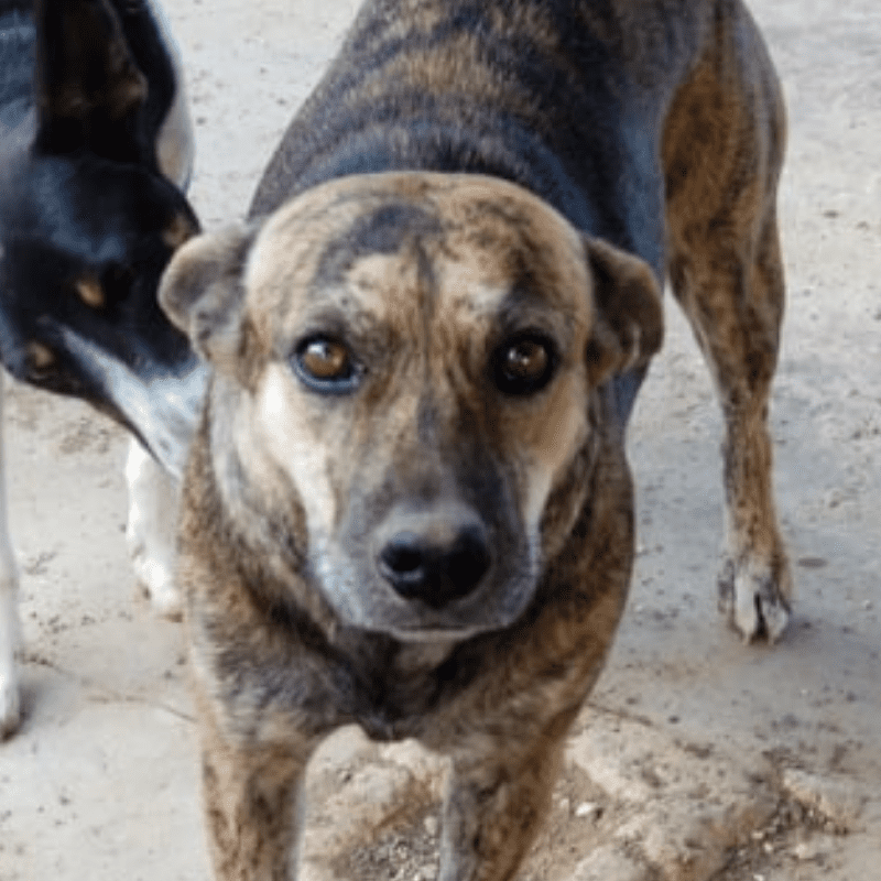 Tula DOG Curacao (8)