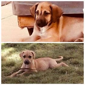 Manouk en Melissa  (Marriott pups)