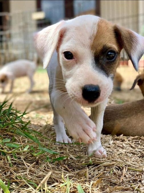 Dutches (Disney pup)