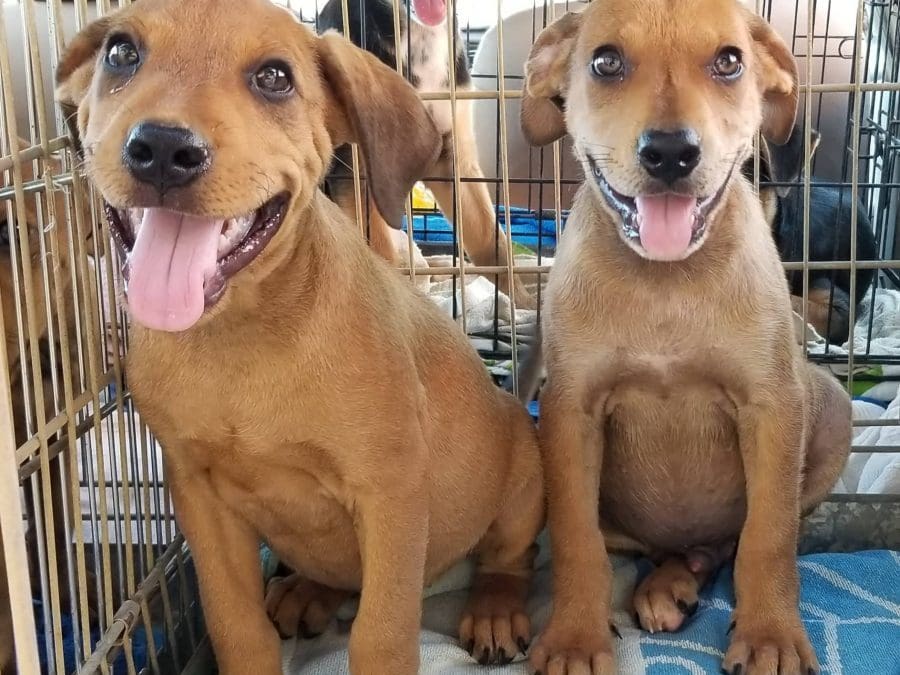 Banjo en Bongo (muziekinstrumenten)