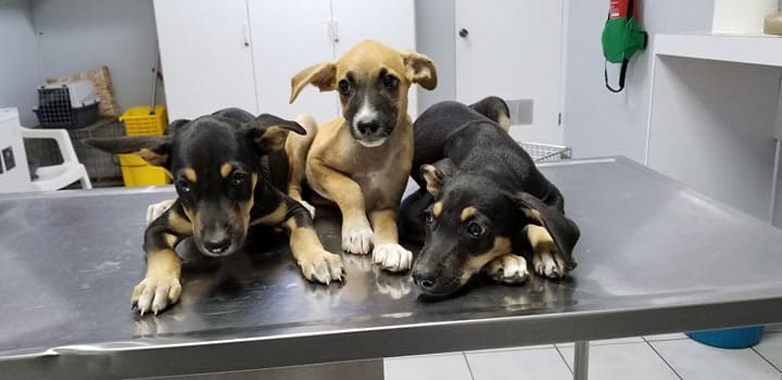 Diego Boots Pippi Dora Mindy Mulan (Kinderhelden)