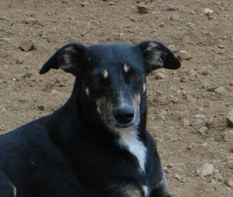 Imke  (Iwan, Indy, Ivy)