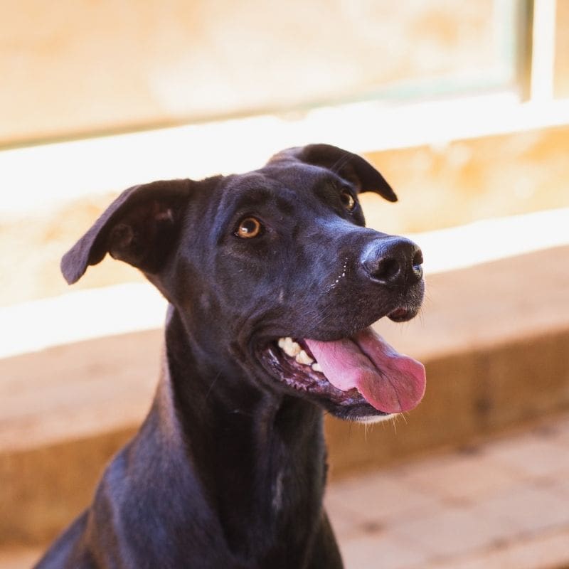 Odile DOG Curacao (4)