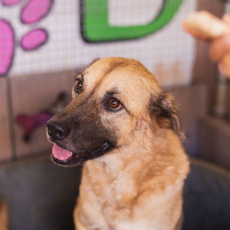 Rocky DOG Curacao (8)