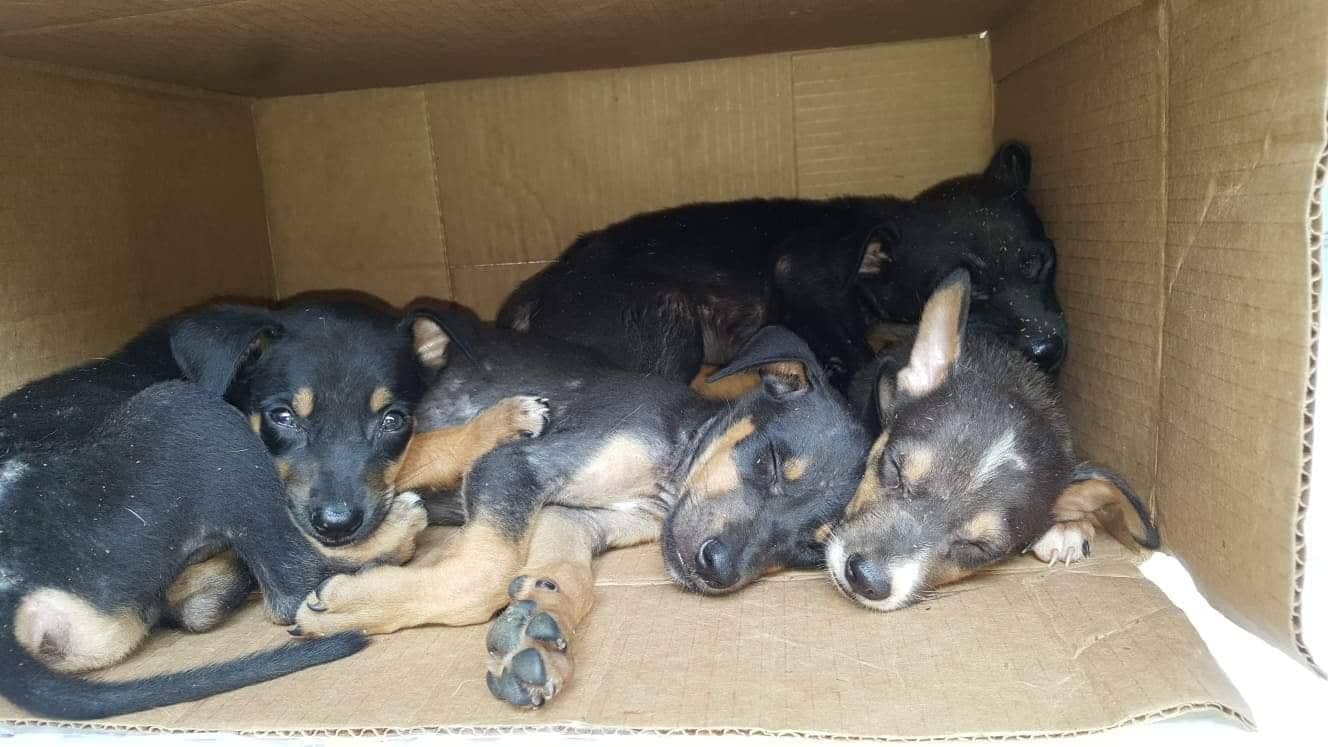 80257369_596772331108313_7483259615904268288_n