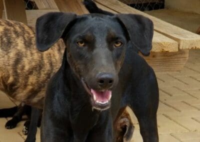 Bliksem (Electra pups)