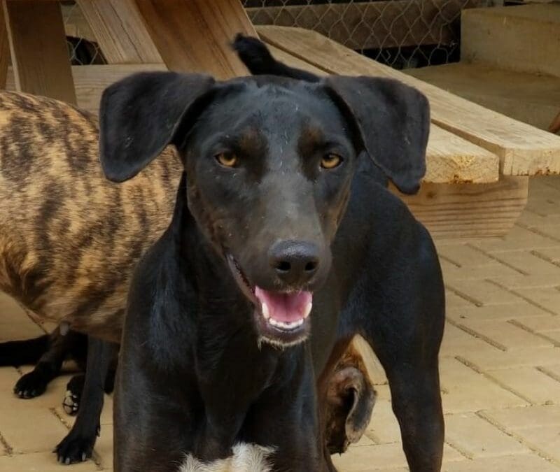 Bliksem (Electra pups)