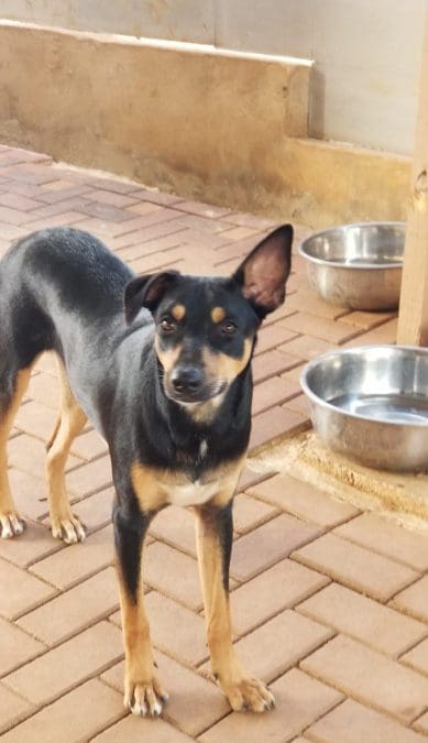 Raemon (Tennis pups)