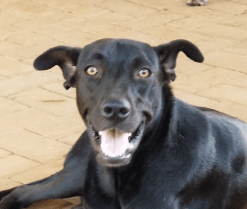 Richard (Tennis pups)