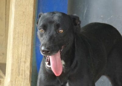 Cheryl (Charleys Angels pup)