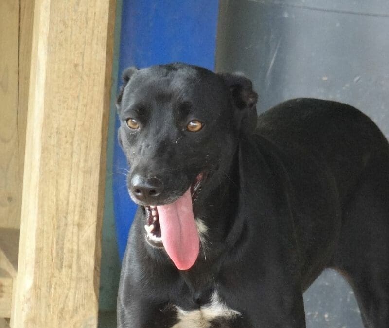 Cheryl (Charleys Angels pup)