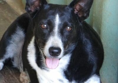 Tecla (Tera Cora pup)