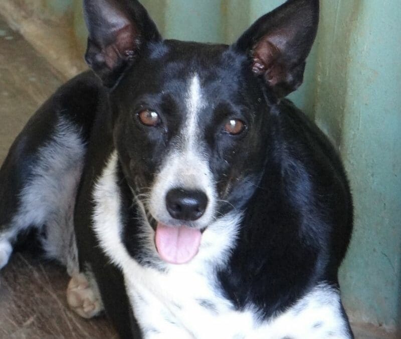 Tecla (Tera Cora pup)