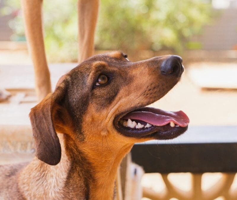 Dynamo (Electra pups)