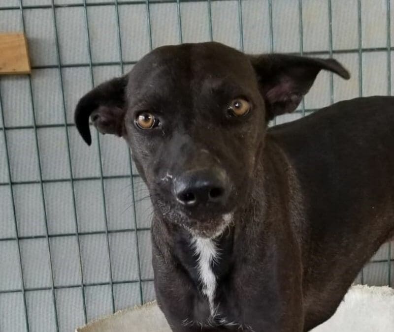 Charge (Electra pups)