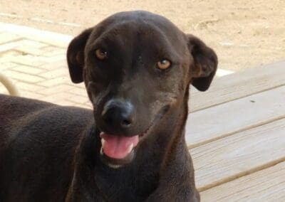 Donder (Electra pups)