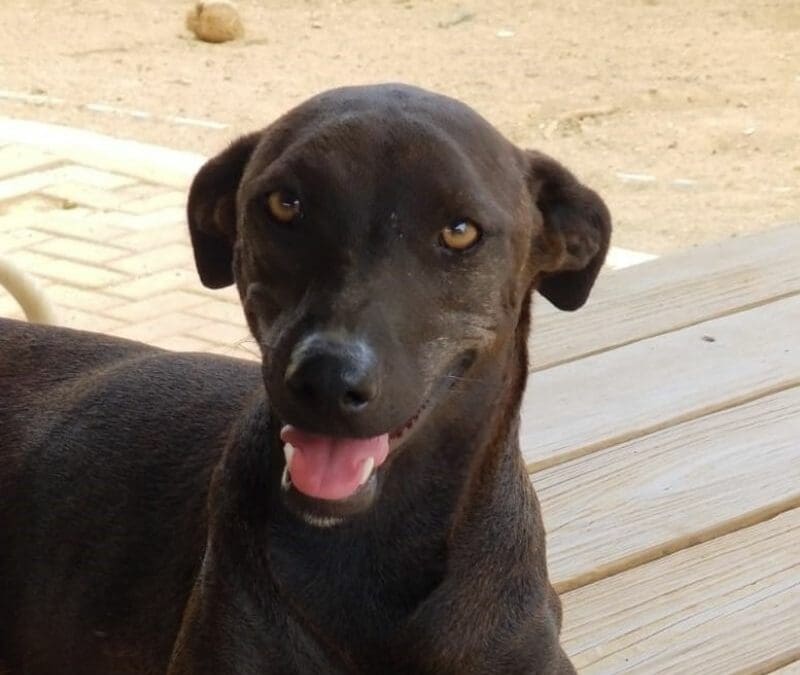 Donder (Electra pups)