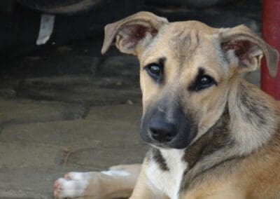 Lion & Mula (De Visserij pups)