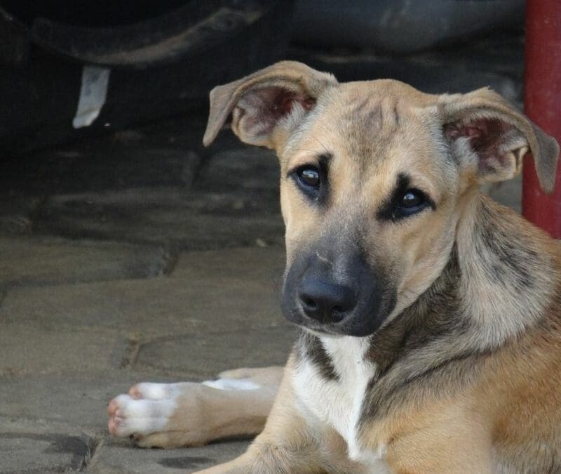 Lion & Mula (De Visserij pups)