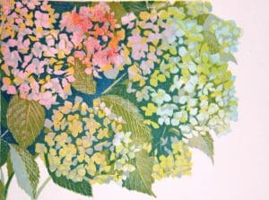 Hortensia, onder rechts/Hydrangea, bottom right