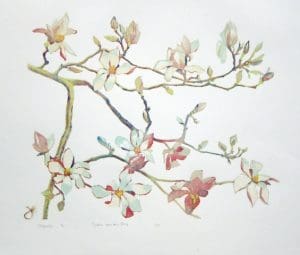 Magnolia
