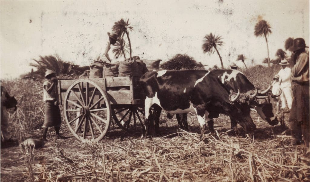 1 Agriculture . Coll. H.Maduro-Molhuijsen-web